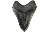 Fossil Megalodon Tooth - South Carolina #197865-1